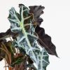 Alocasia Amazonica Polly - Skeletplant - P17