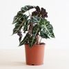 Alocasia Amazonica Polly - Skeletplant - P17
