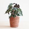 Alocasia Amazonica Polly - Skeletplant - P17