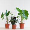 Alocasia-box-2-1024