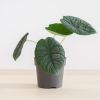 Alocasia Melo