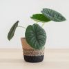 Alocasia Melo