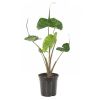 Alocasia Stingray