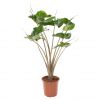 Alocasia stingray