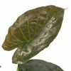 Alocasia Wentii