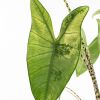 Alocasia Zebrina Variegata
