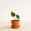 mini alocasia dragon scale