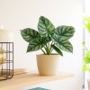 Alocasia silver dragon variegated - p12 - sfeer - 1
