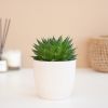 Aloe aristata magic p12- 1024