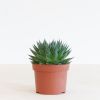 Aloe aristata magic p12 - 1