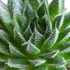 Aloe aristata magic p12 - 3