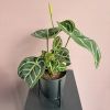 Anthurium Crystallinum plant