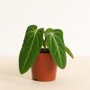 Anthurium Villenaorum kopen