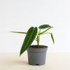 Anthurium warocqueanum - p12 - neutraal - 1