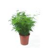 Asparagus Setacus
