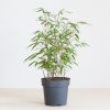 Bamboe Fargesia - P22