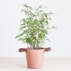 Bamboe Fargesia - P22