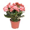 Roze begonia