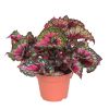 Begonia Rex 'Macarena'