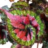 Begonia Macarena