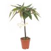 Begonia tamaya wit