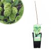Bierplant kopen