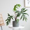 Alocasia Brancifolia