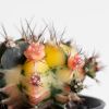 Gymno Cactus variegata