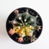 Gymno Cactus variegata
