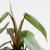 Philodendron Sodiroi