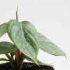 Philodendron Sodiroi