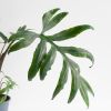 Alocasia Brancifolia