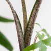 Alocasia Brancifolia