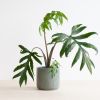 Alocasia Brancifolia