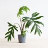 Alocasia Brancifolia
