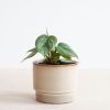 Philodendron Sodiroi