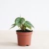 Philodendron Sodiroi
