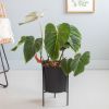 Philodendron Gloriosum