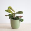 Maranta Cat Mustache