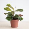 Maranta Cat Mustache