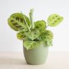 Maranta Light Veins