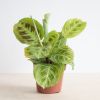 Maranta Light Veins