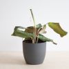 Maranta Silver Band