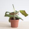 Maranta Silver Band