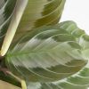 Maranta Silver Band
