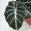 Alocasia Black Velvet blad