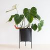 Philodendron Gloriosum