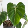 Philodendron Gloriosum blad