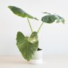 Alocasia Odora variegata