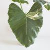 Alocasia Odora variegata
